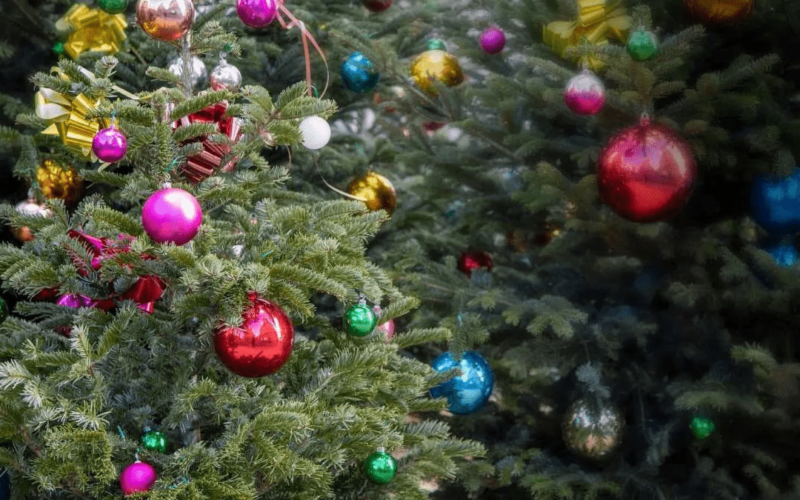 Où jeter son sapin de Noël ? – Blog BUT